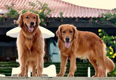 Canadian type of golden retriever