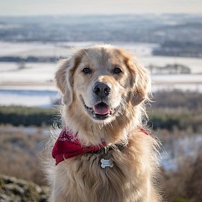 Golden Retriever