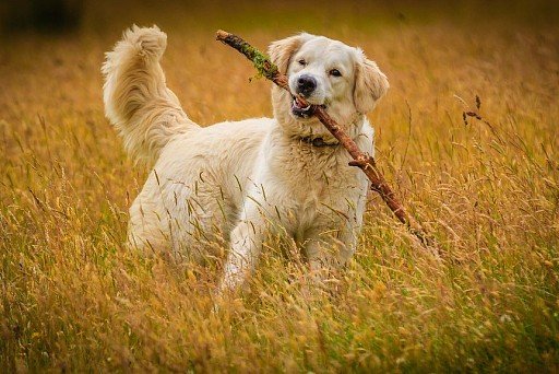 Golden Retriever