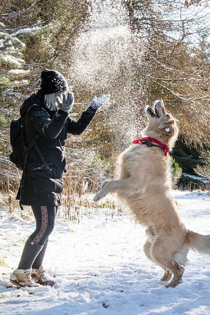 Golden Retriever plays with owner