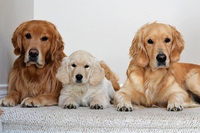 Retriever family