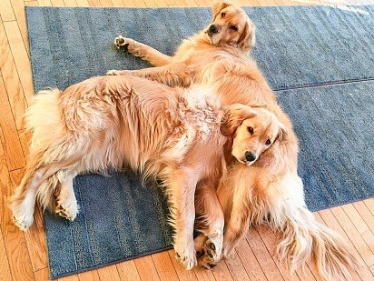 Retrievers resting after a walk