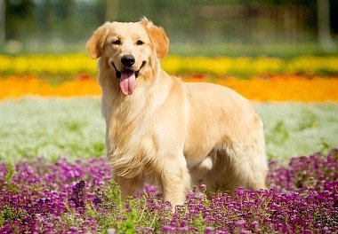 Golden Retriever