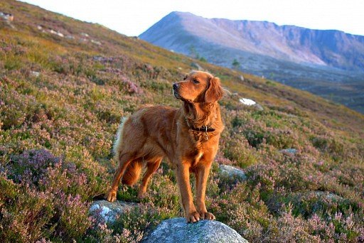 Golden Retriever