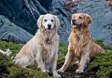 American type of golden retriever