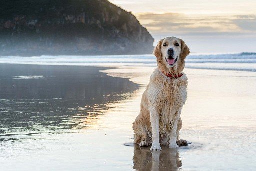 Golden Retriever on the beach