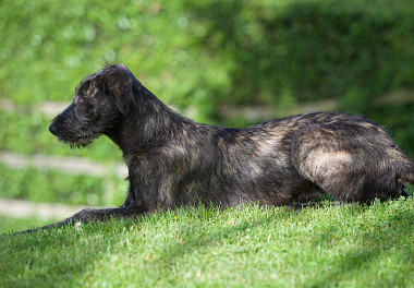 Irish Wolfhound