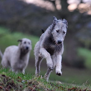 Irish Wolfhound