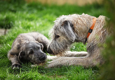 Irish wolfhound