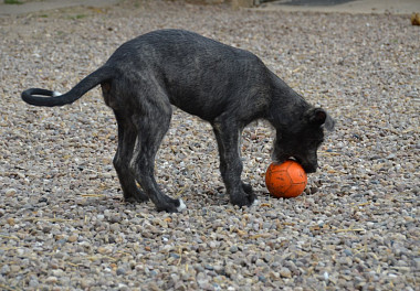 Irish Wolfhound