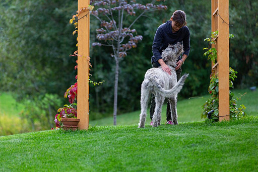 Wolfhound with his favorite owner