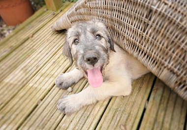 Irish Wolfhound