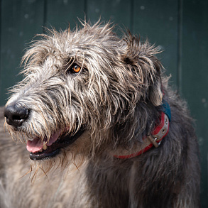 Irish Wolfhound