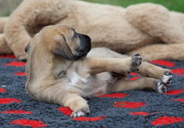 Irish Wolfhound