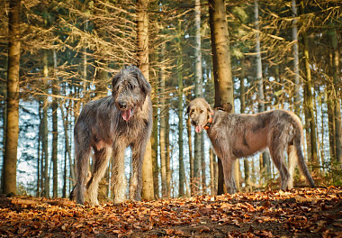 Irish Wolfhound