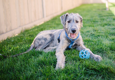 Irish Wolfhound