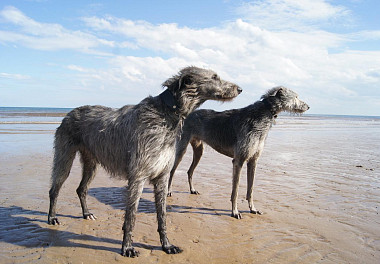 Irish Wolfhound