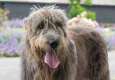 Irish Wolfhound