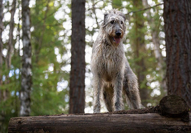 Irish Wolfhound