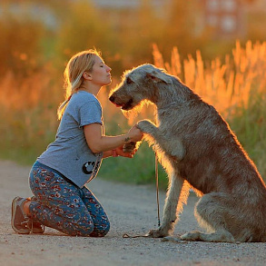 Irish Wolfhound