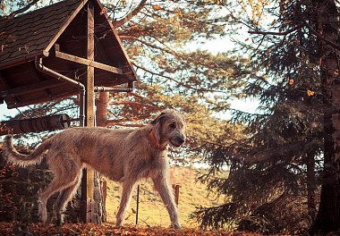 Irish Wolfhound