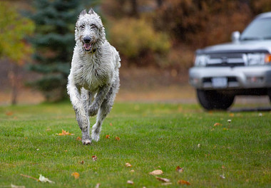 Irish Wolfhound