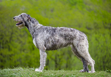 Irish Wolfhound