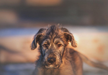 Irish Wolfhound