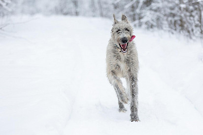 Irish Wolfhound