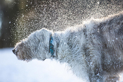 You are advised to stay away from a wolfhound that is about to shake off