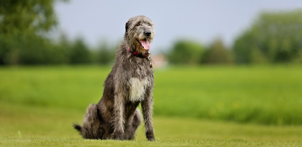 Irish Wolfhound