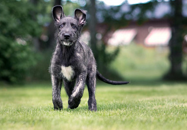 Irish wolfhound