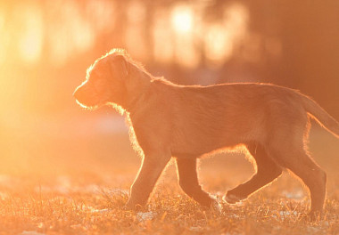 Irish Wolfhound