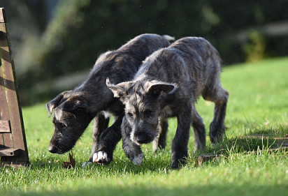 Irish Wolfhound Puppies