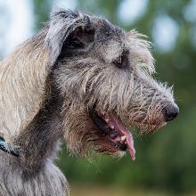 Irish Wolfhound