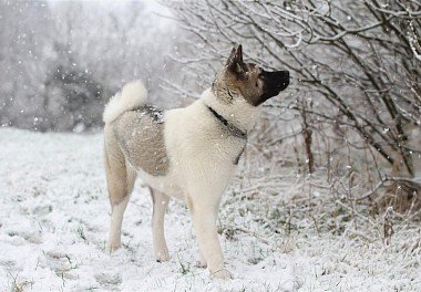 American Akita