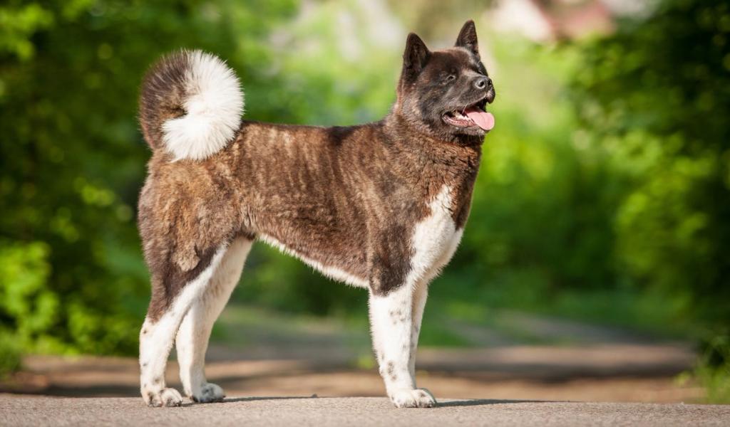 American Akita