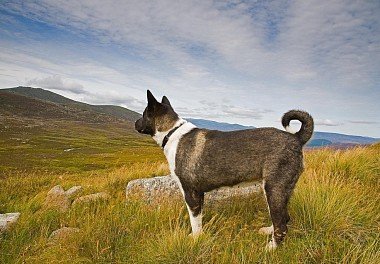 American Akita