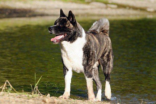 American Akita