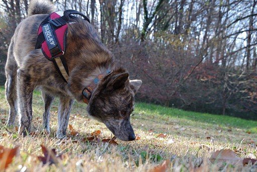 American Akita