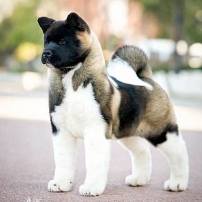 American Akita