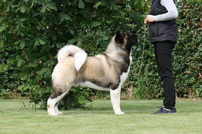 Training an American Akita