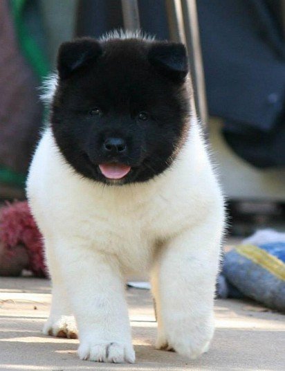 American Akita puppy