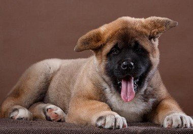 American Akita