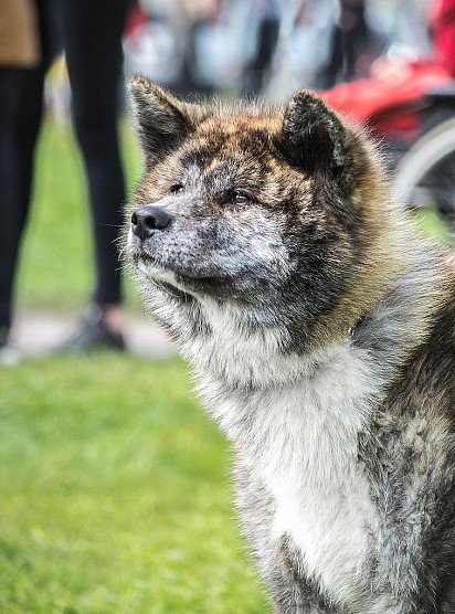 American Akita