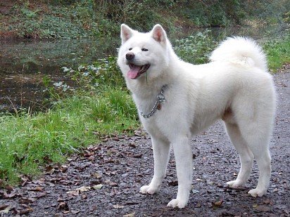 White American Akita