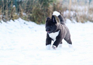 American Akita