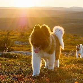 American Akita