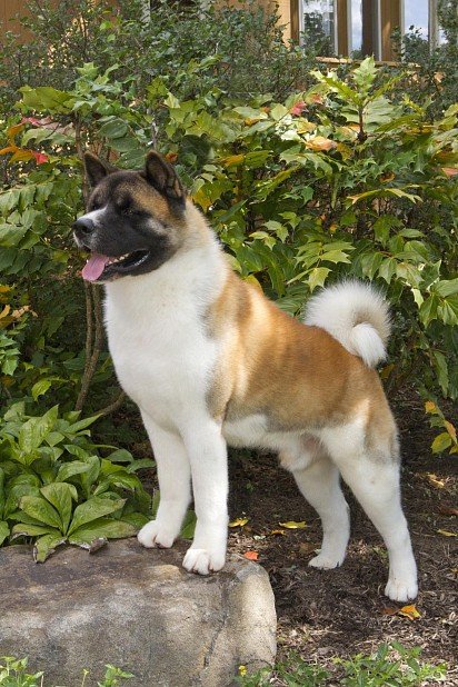 American Akita