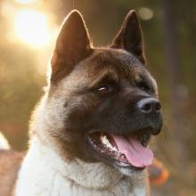 American Akita